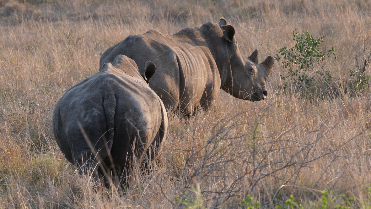 Rhinocéros · Kariega