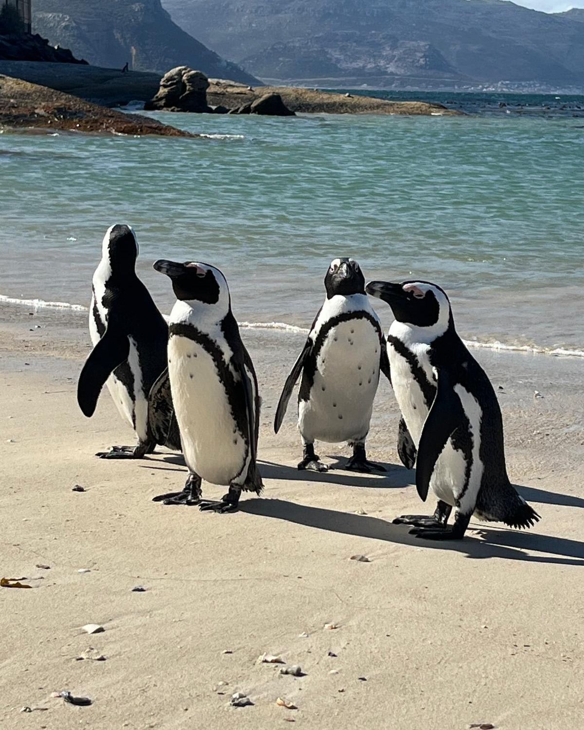 Pingouins · Cape Town