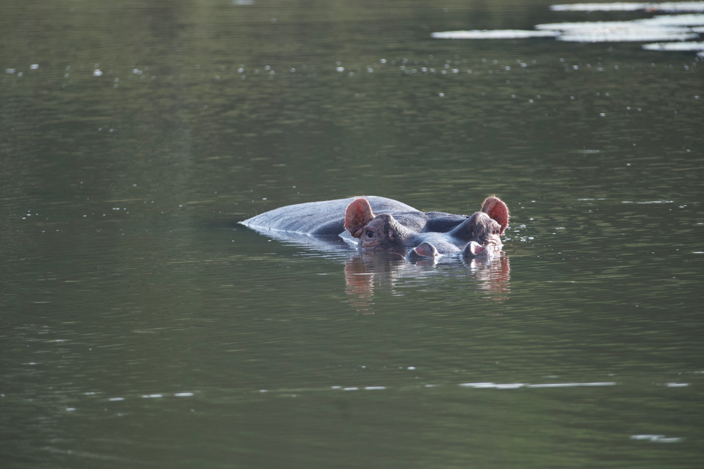 Hippopotames · Saint Lucia