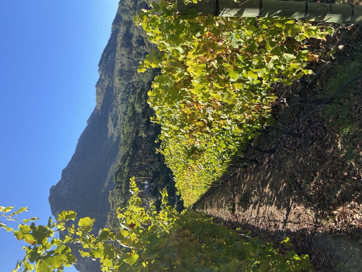 Vignobles · Cape Town