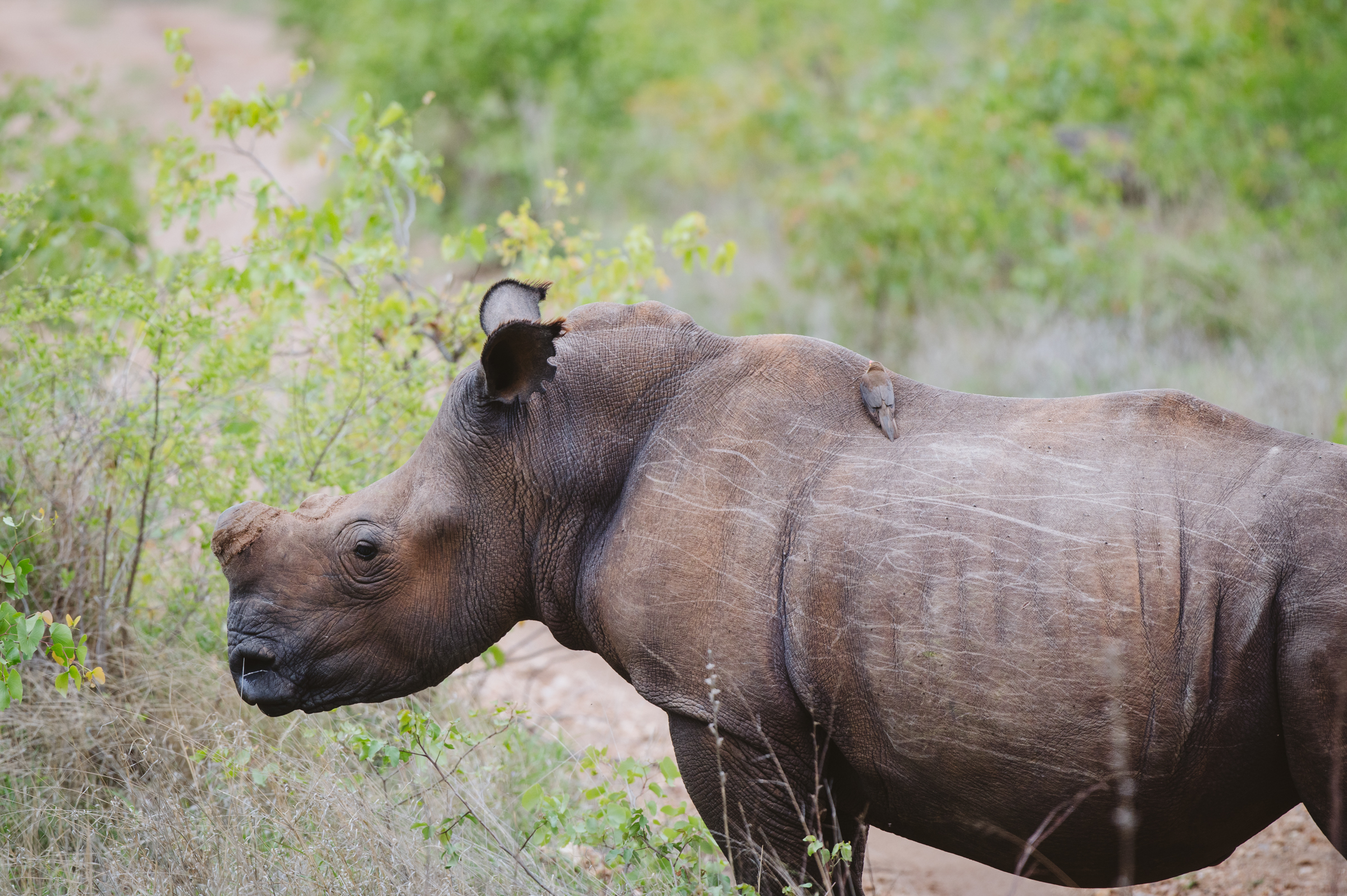 Rhinocéros blanc dans une réserve naturelle sud-africaine