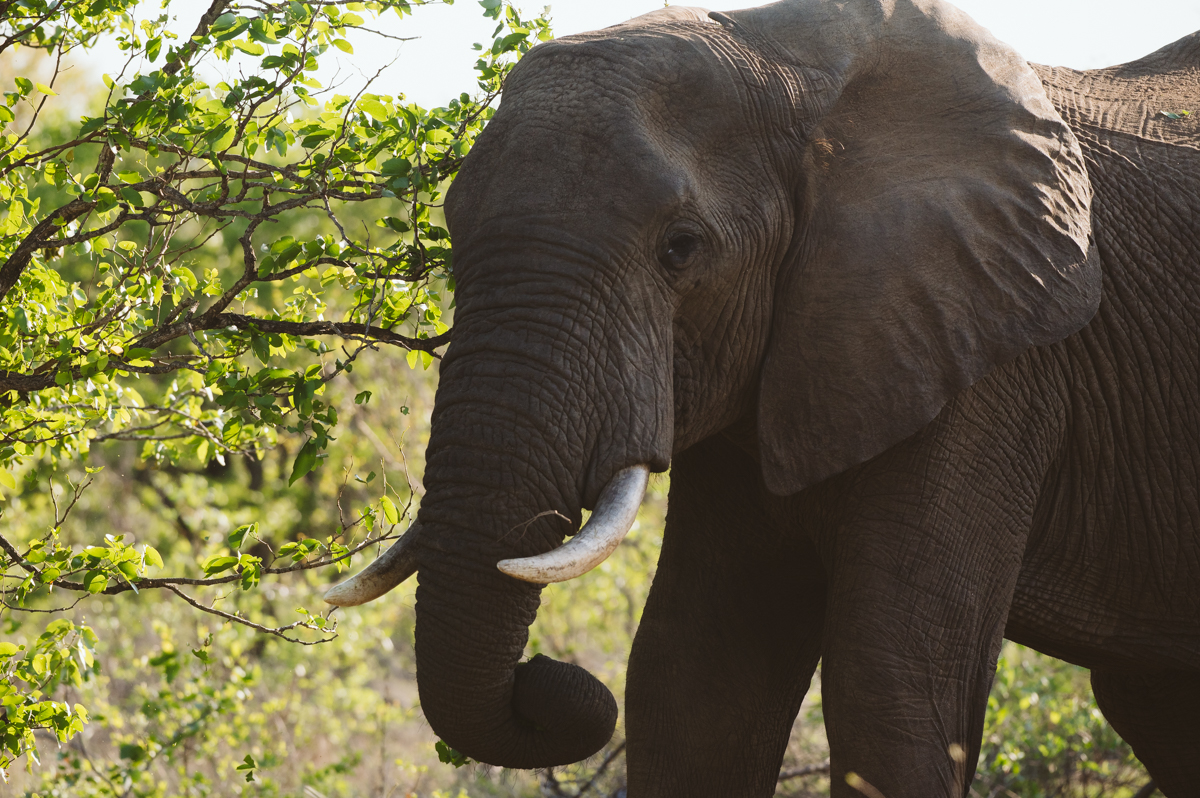 Gros plan d'un éléphant d'Afrique se nourrissant parmi des arbres verts dans le Grand Kruger