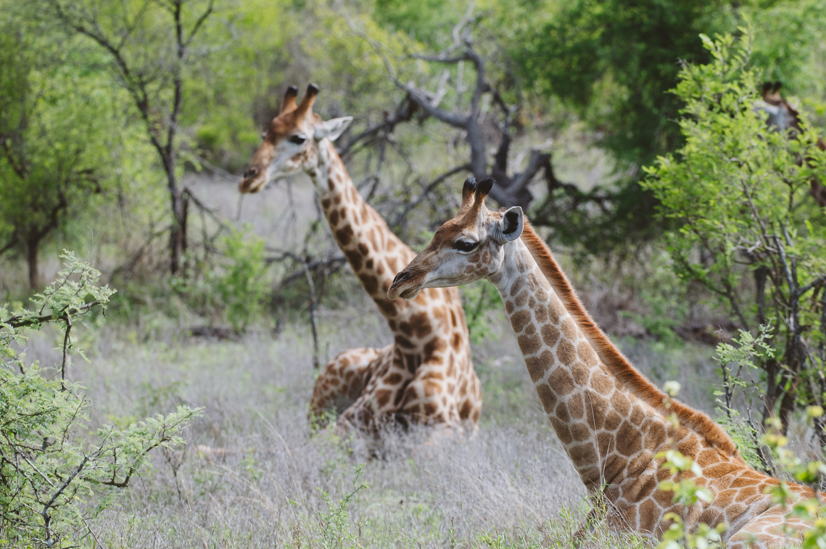 Deux girafes se reposant ensemble dans le bush dense du Grand Kruger