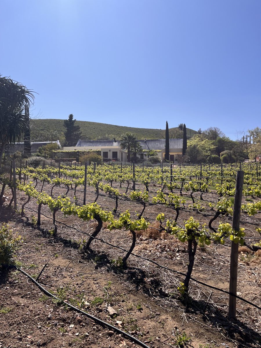 Vignes au début du printemps dans un domaine viticole du Cap avec un manoir blanc de style Cap hollandais derrière