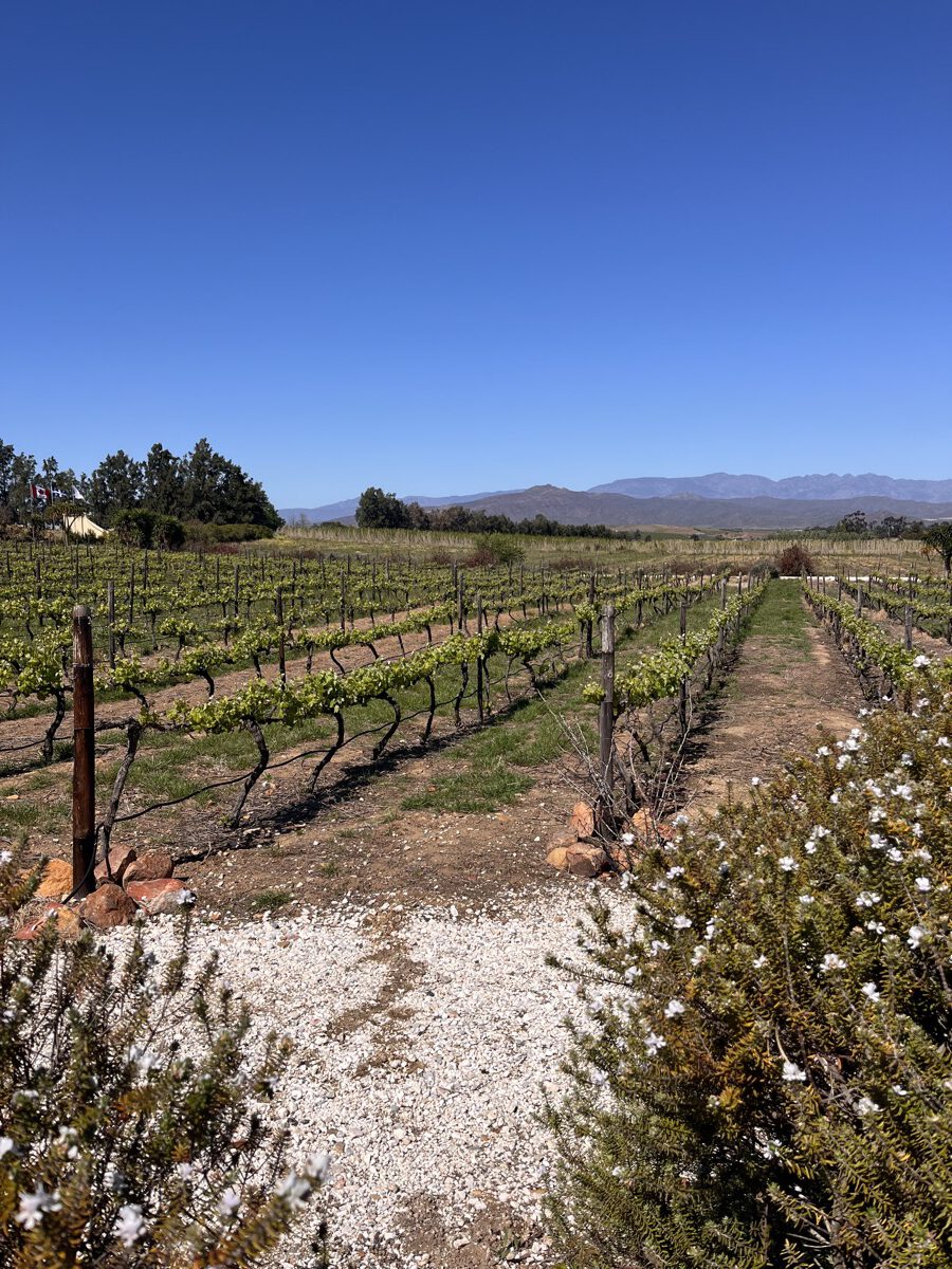 Rangées de vignes dans la vallée de Franschhoek avec les montagnes Hottentots Holland visibles au loin