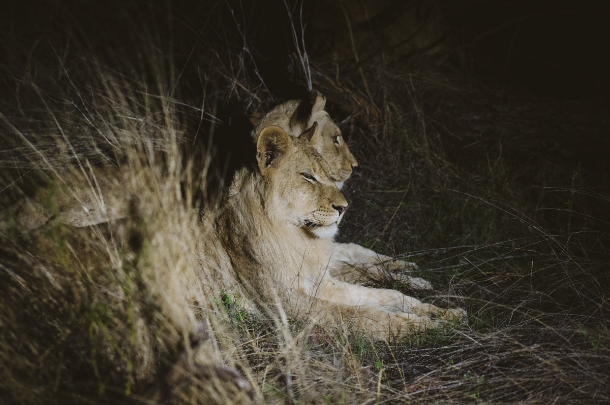 Deux jeunes lions éclairés au projecteur lors d'un safari nocturne dans le Grand Kruger