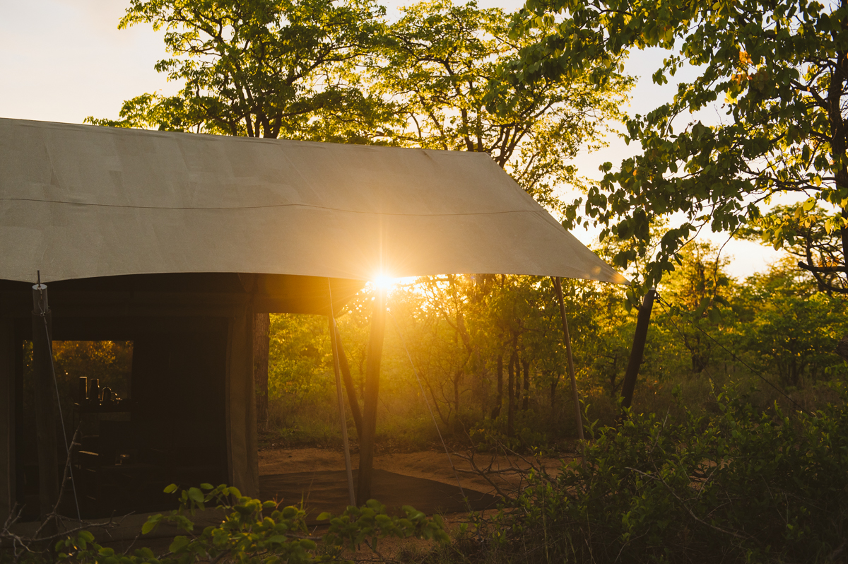 Une tente safari illuminée par la lumière dorée de fin d'après-midi dans les arbres du Kruger