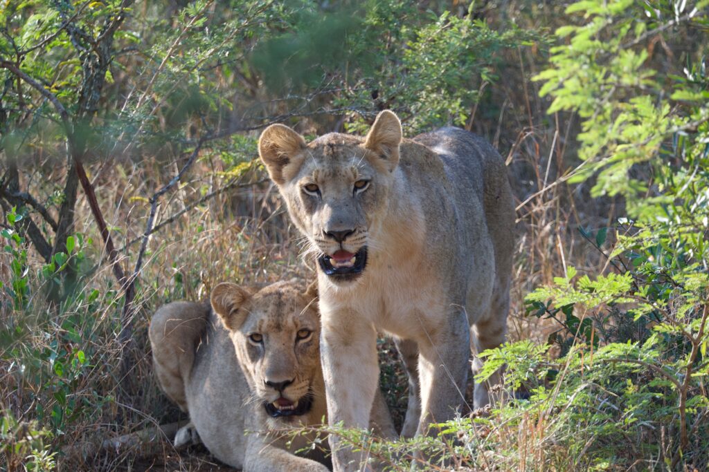 Lions observés dans leur habitat naturel en Afrique du Sud