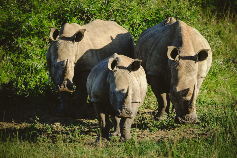 Rhinocéros blanc dans la réserve d'Hluhluwe-iMfolozi au KwaZulu-Natal